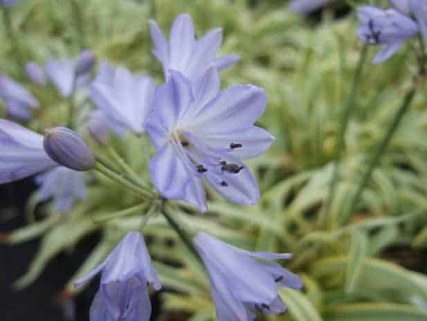 Agapanthus 'Golden Drop' ---
